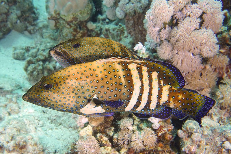 Pair of bluespotted grouper