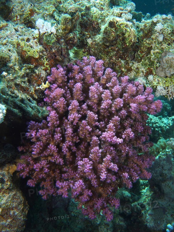 Pawpaw Coral