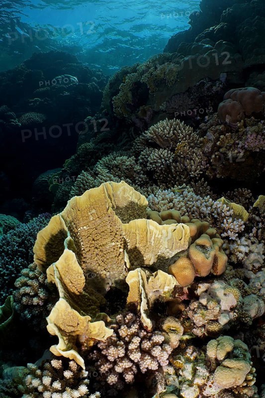 Blade firel coral