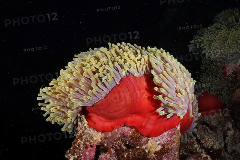 Red splendour anemone