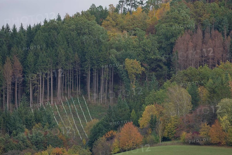 Reforestation