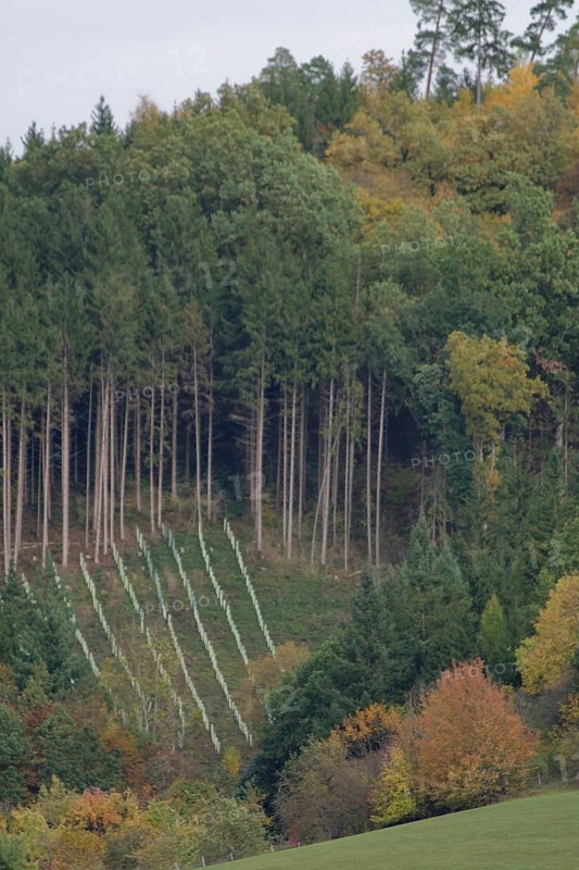 Reforestation