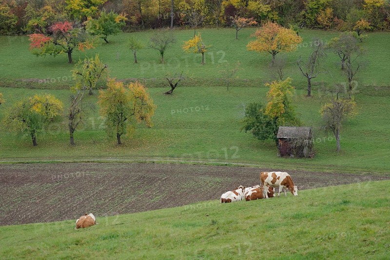 DSC03Autumn landscape with cows
