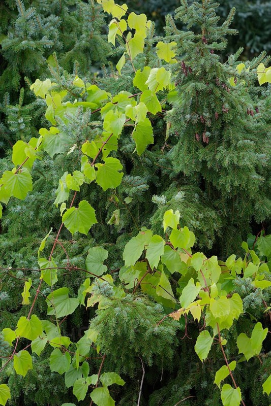 Conifer tree is enclosed by climbers
