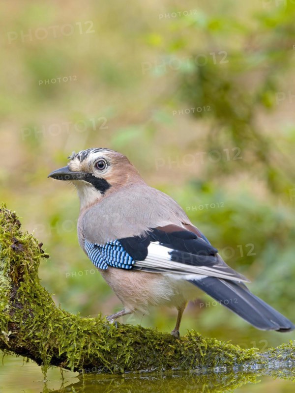 Eurasian jay