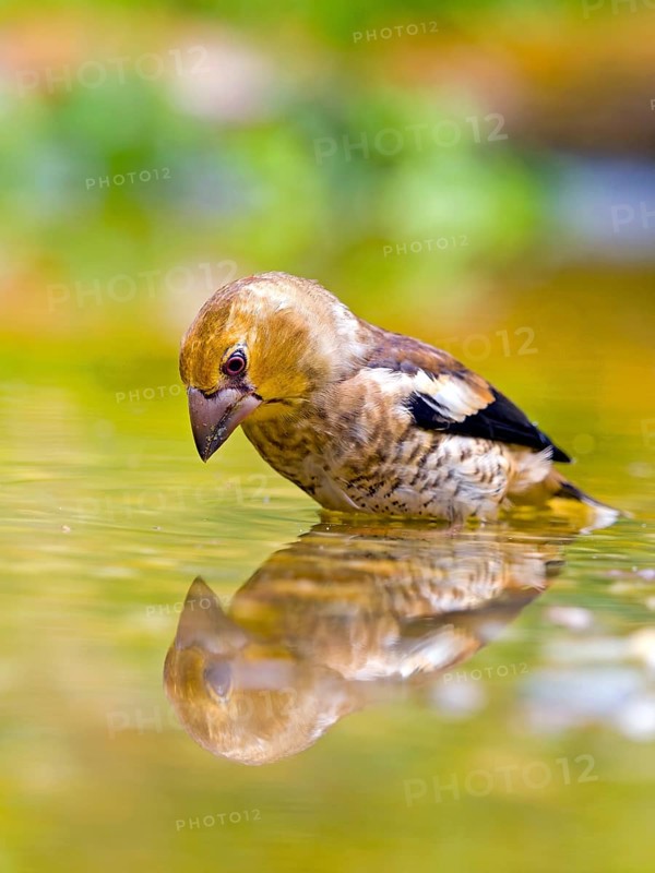 Hawfinch