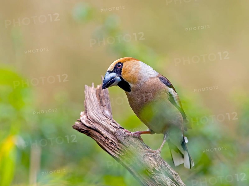 Hawfinch