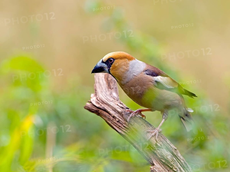 Hawfinch