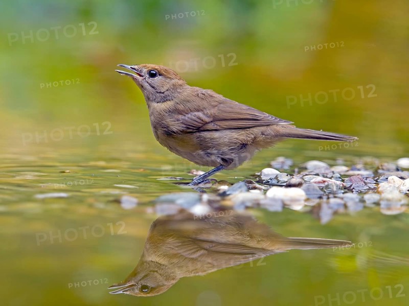 Blackcap