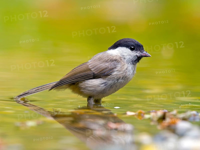Marsh Tit