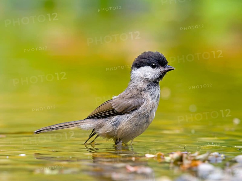 Marsh Tit