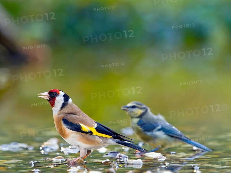Goldfinch