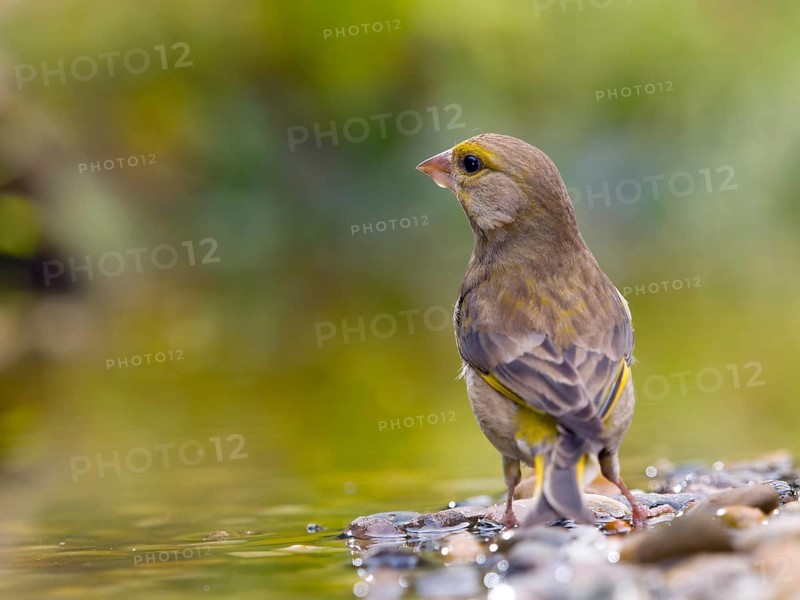 European greenfinch