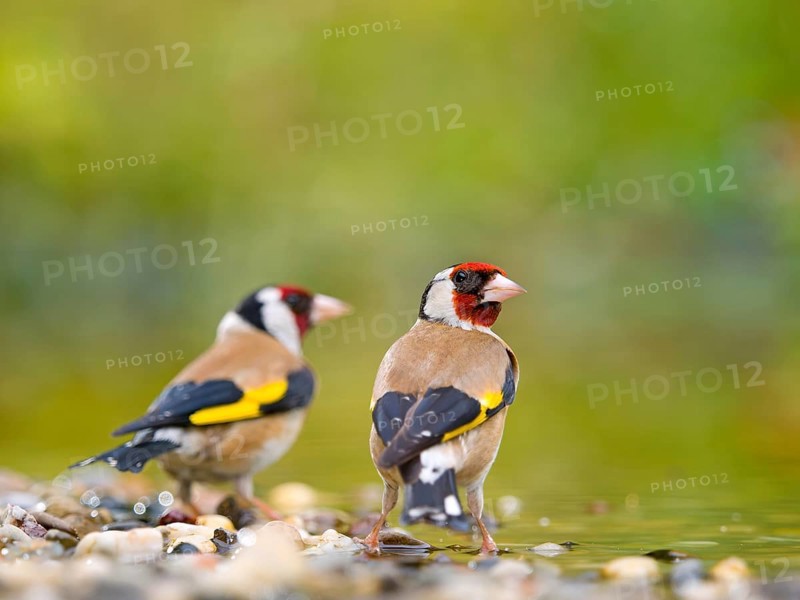 Goldfinch