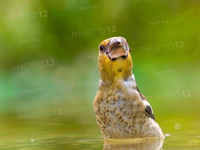 Hawfinch