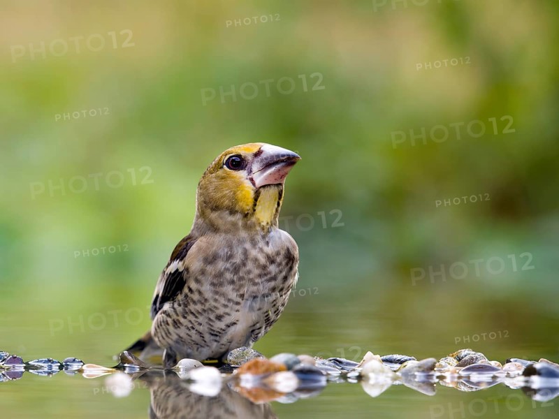 Hawfinch