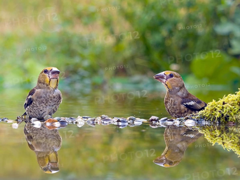 Hawfinch