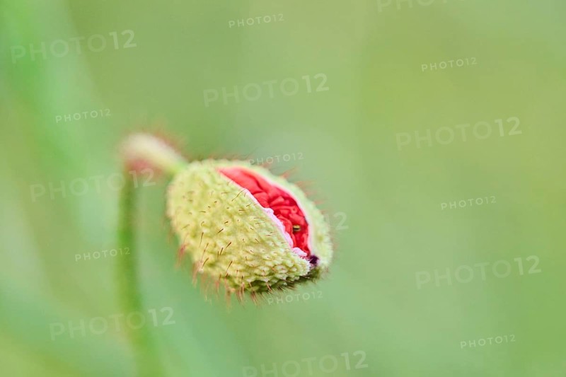Common poppy