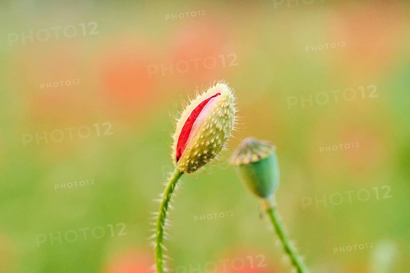 Common poppy