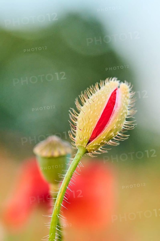 Common poppy