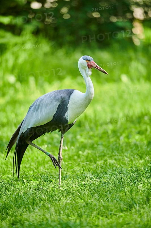 Wattled crane