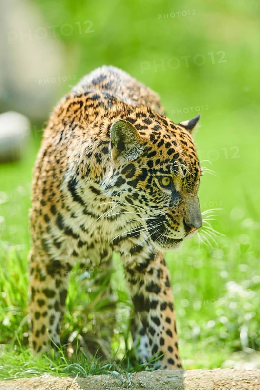 Jaguar