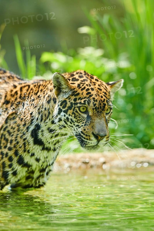 Jaguar