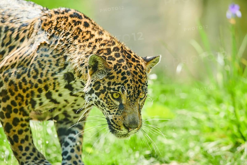 Jaguar
