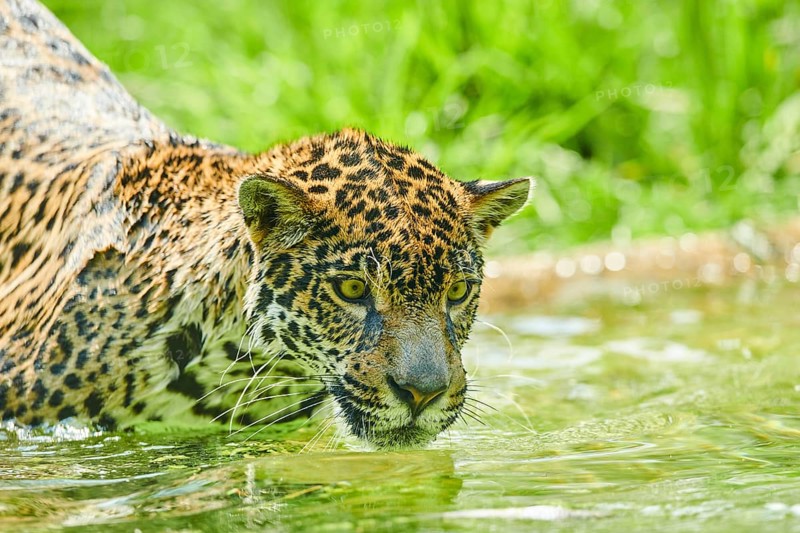 Jaguar