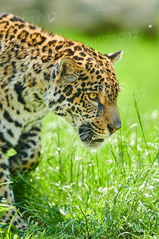 Jaguar
