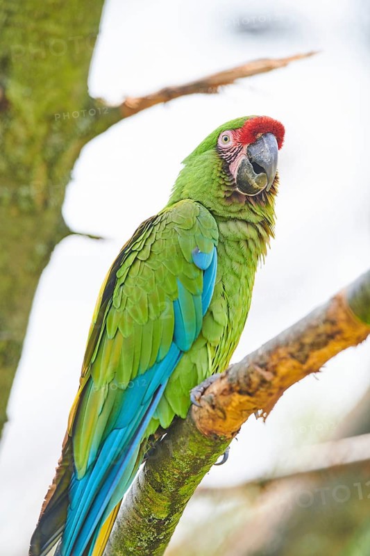 Military macaw