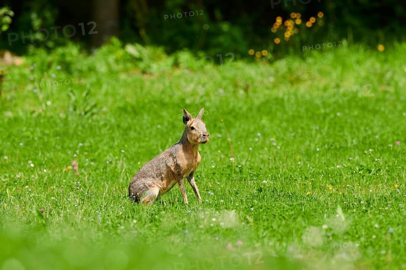 Patagonian mara