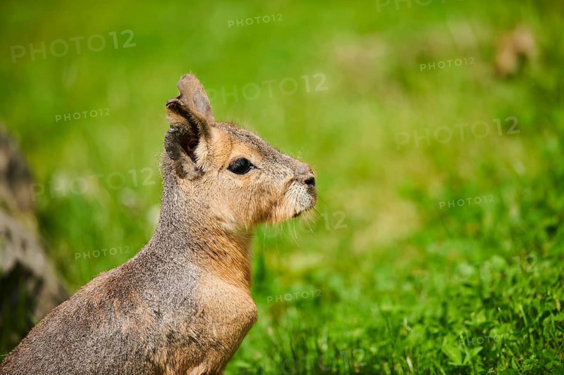 Patagonian mara