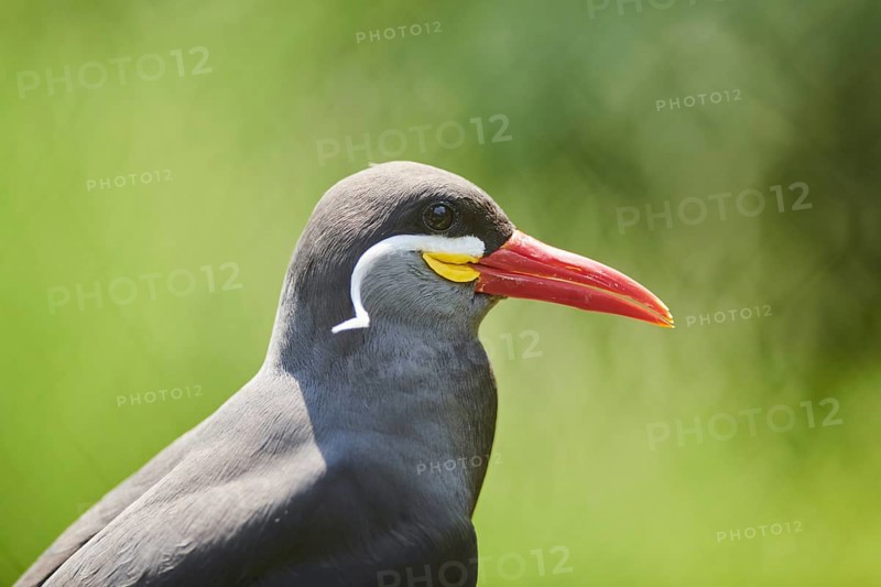 Inca tern