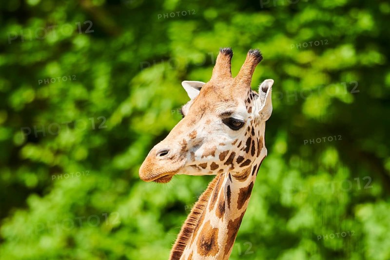 Reticulated giraffe