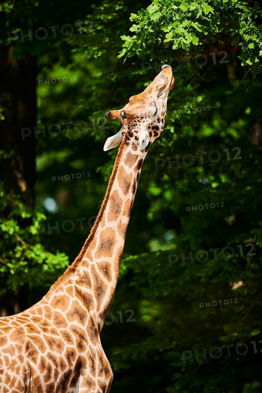 Reticulated giraffe