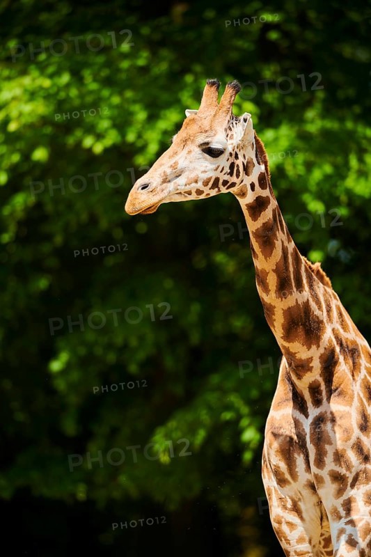 Reticulated giraffe