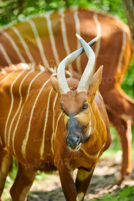 Lowland nyala