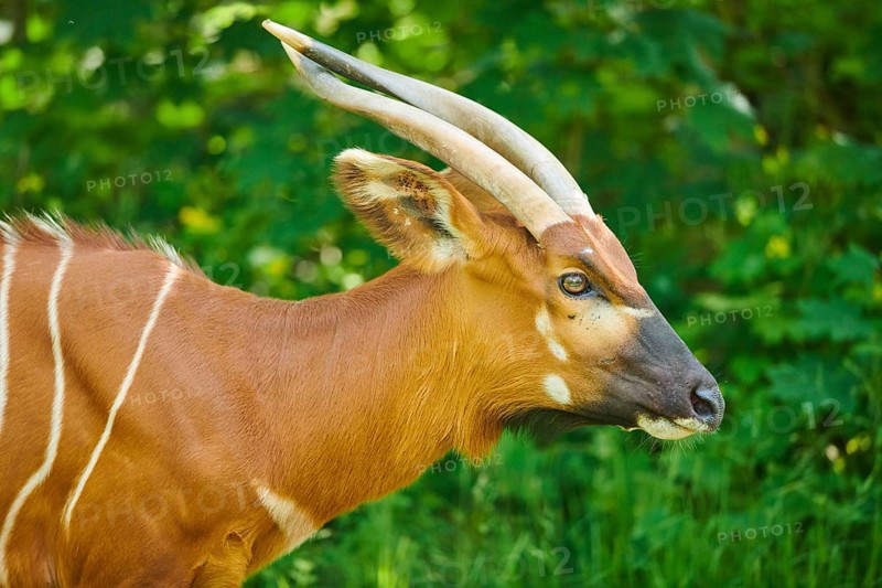 Lowland nyala