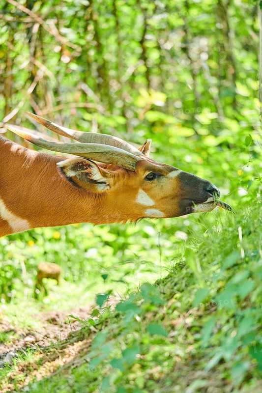 Lowland nyala