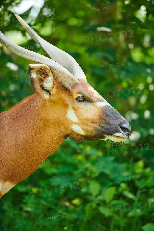 Lowland nyala