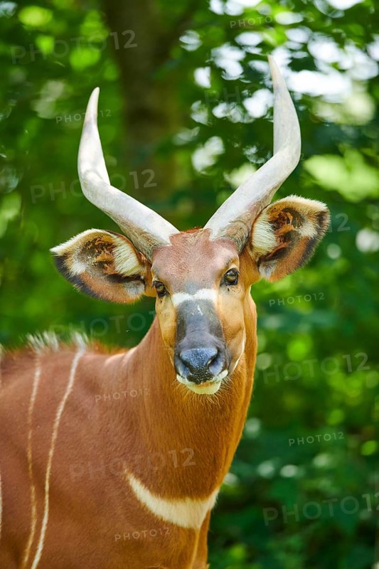 Lowland nyala