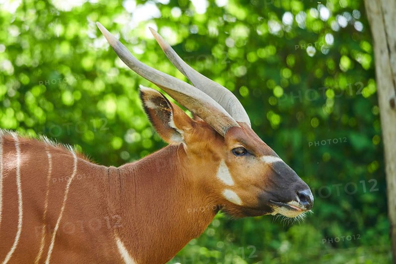 Lowland nyala
