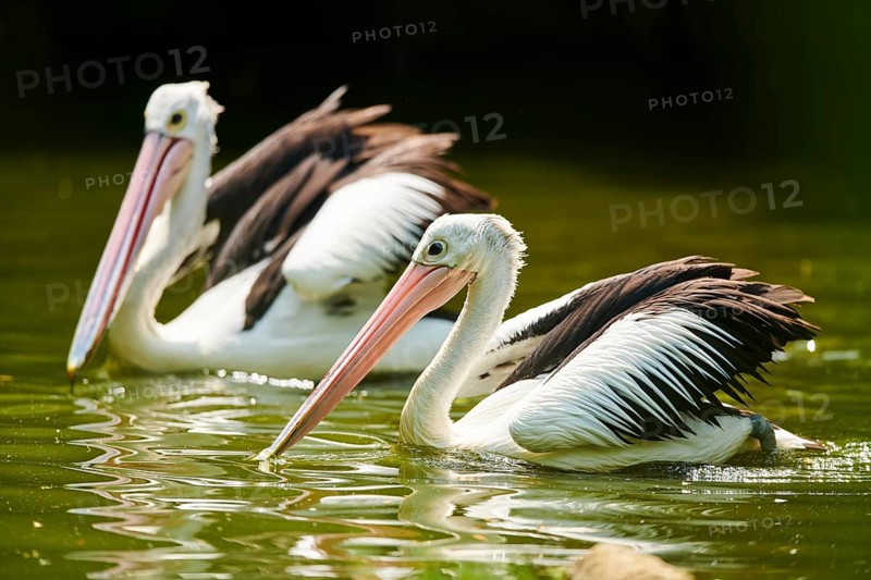 Australian pelicans