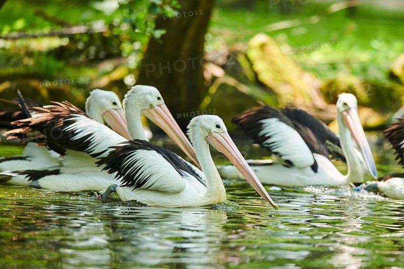 Australian pelicans