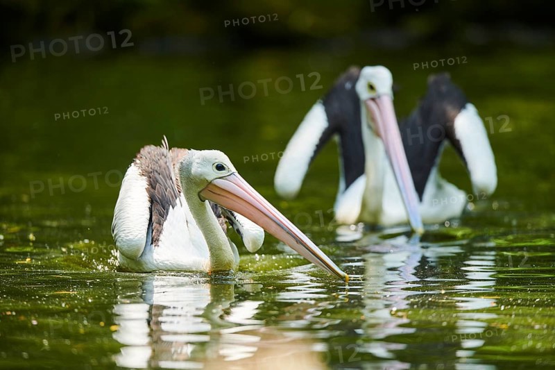 Australian pelicans