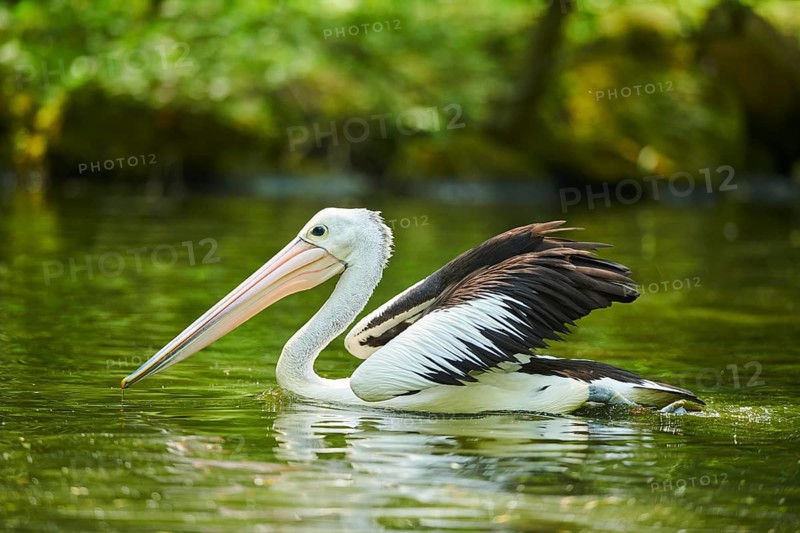 Australian pelicans