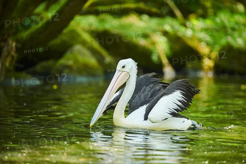 Australian pelican
