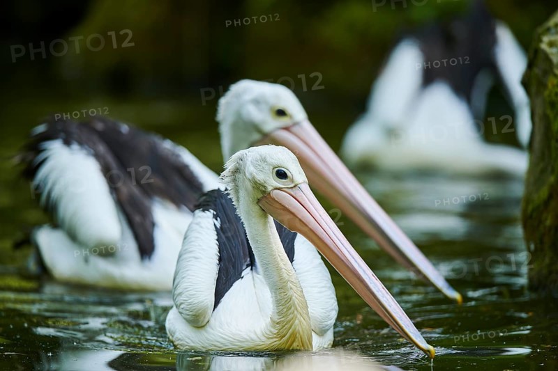 Australian pelicans