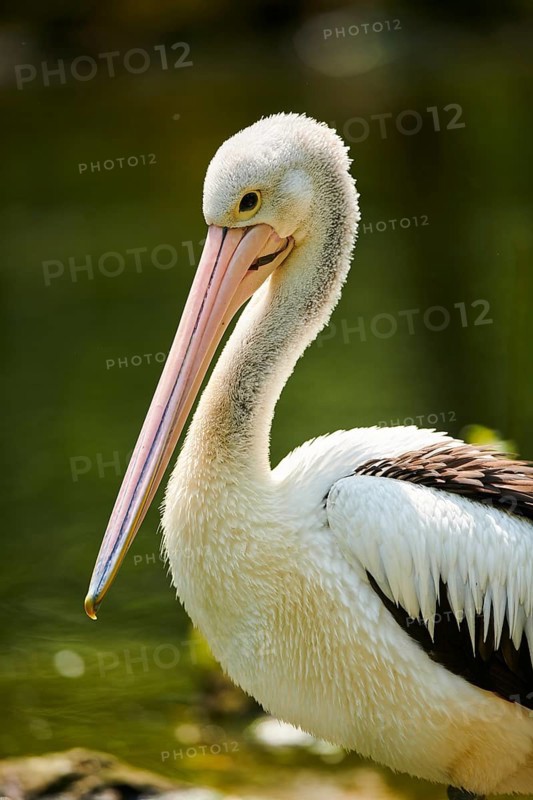 Australian pelicans